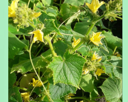 Na krastavcima u otvorenom tlu, staklenik je jedan prazan -flower: zašto, što učiniti?