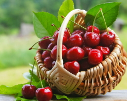 Was ist Cherry: Obst oder Beeren?