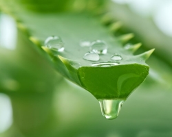 Aloe -Saft für Gesichtshaut. Masken und Peelingsrezepte