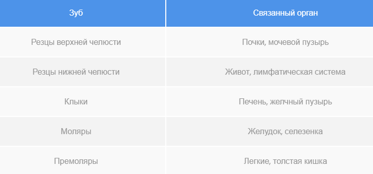 Таблица — какой зуб за какой внутренний орган человека отвечает