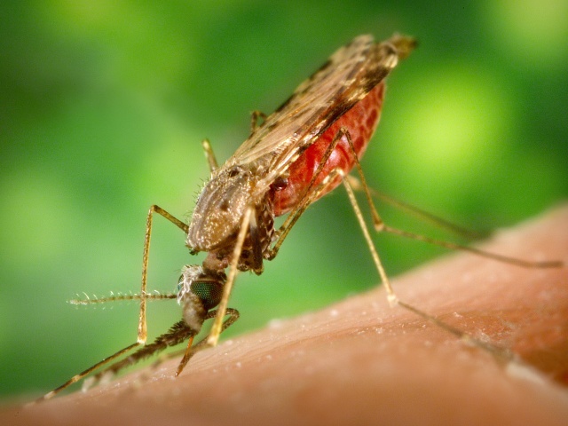 Как выглядит малярийный комар, где обитает и чем отличается от обычного? Чем опасен укус малярийного комара для человека: симптомы болезни, лечение, последствия. Что делать, если тебя укусил малярийный комар? Какие комары опасны для человека: названия, список, фото