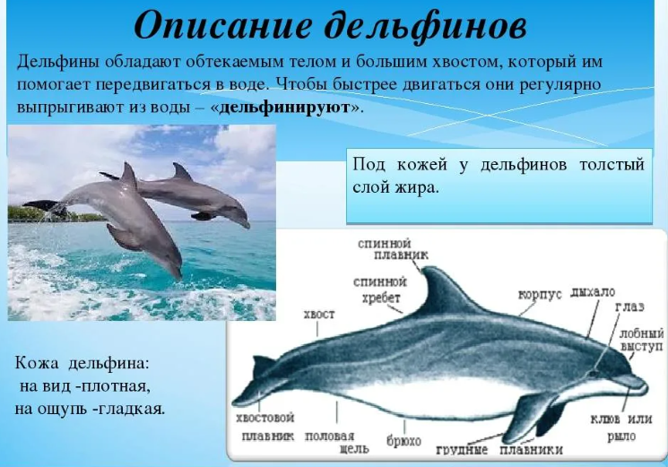 Дельфин обыкновенный: характеристика животного