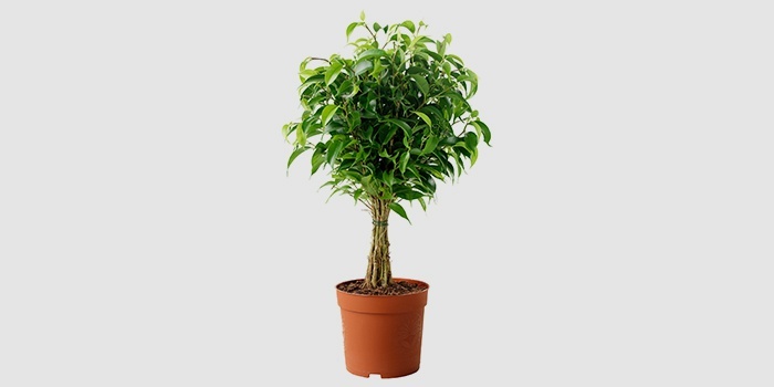 Ficus Benjamin for the home: Is it good or bad that he brings to the house?