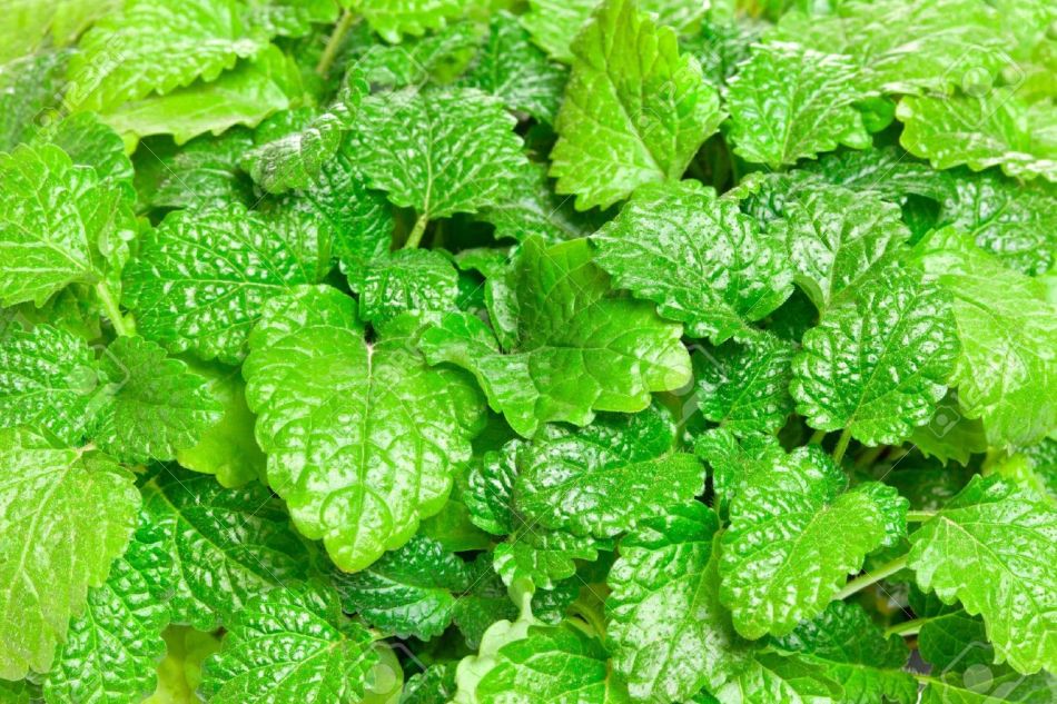 Lemon balm leaves are sometimes used for alcoholic mulled wine made of white wine
