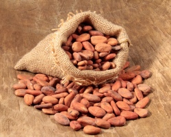 Cedar Nuts: Sifat bermanfaat dan penyembuhan, penggunaan, kontraindikasi. Penggunaan tingtur dan rebusan cangkang, sekam pengupas cedar untuk mengobati mioma