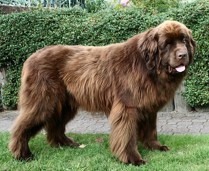 Anjing besar