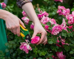 Wie man nach der Blüte Rosen richtig schneidet: Abschied im Sommer, im Herbst, vor der Winterkälte