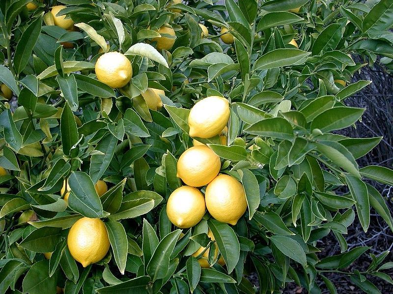Lemons grown from seeds will not be fruitful immediately