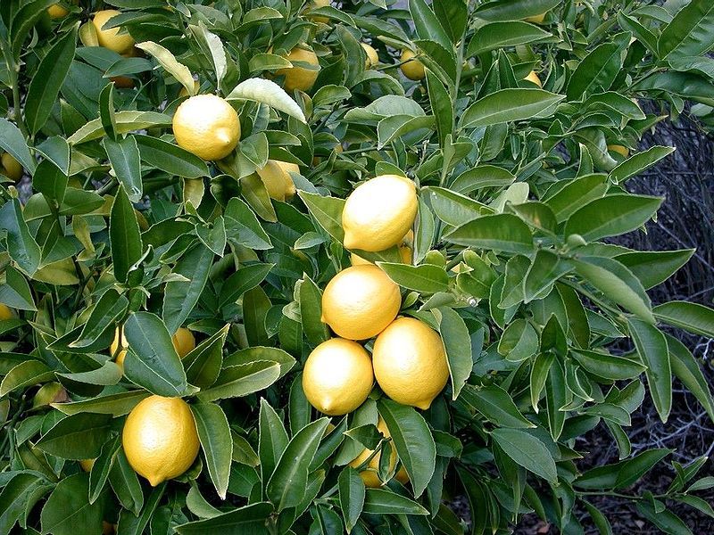 Los limones cultivados a partir de semillas no serán fructíferos de inmediato