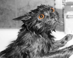 Нужно ли купать кошек, как часто? Как правильно мыть котов домашних, кошек и котят и чем?