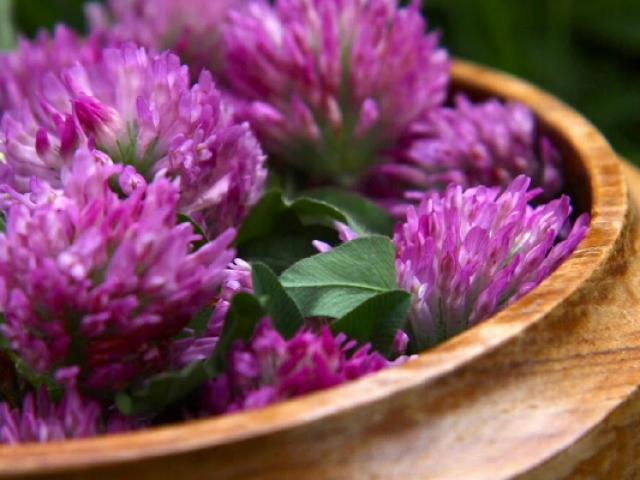 Red Clover: useful and healing properties, contraindications, use in folk medicine. How to take red clover with menopause, from pressure, cholesterol, for cleaning blood vessels to men and women?