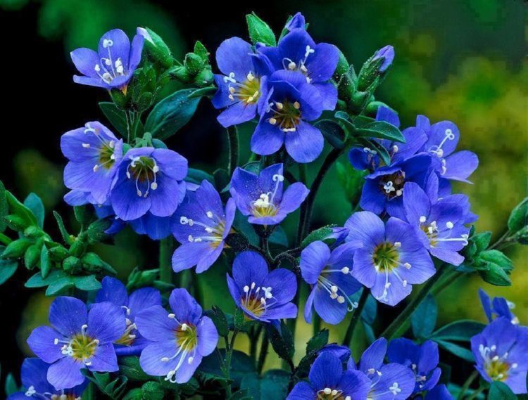 Γαλάζια λουλούδια