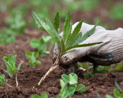 Weeds in the Garden: varietà, nomi, metodi di lotta