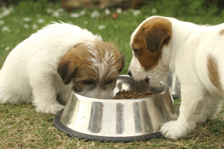 Сбаллансированное питание - один из методов профилактики рахита у собак