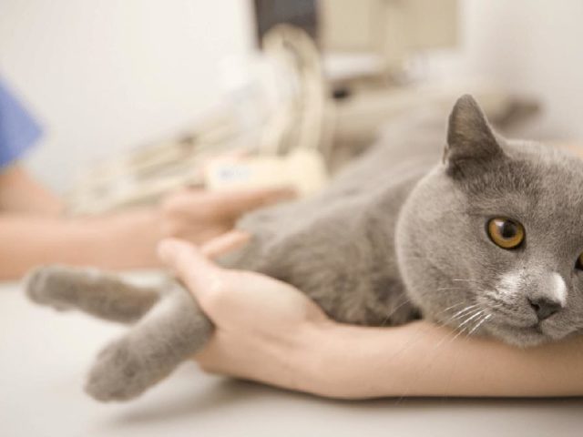 KHPN pada kucing - Gagal ginjal pada kucing: gejala, pengobatan