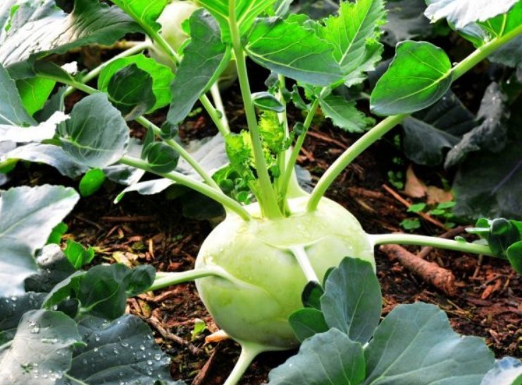 Pour cultiver une bonne récolte - il est important de choisir la bonne variété et de fournir à la plante des soins de haute qualité