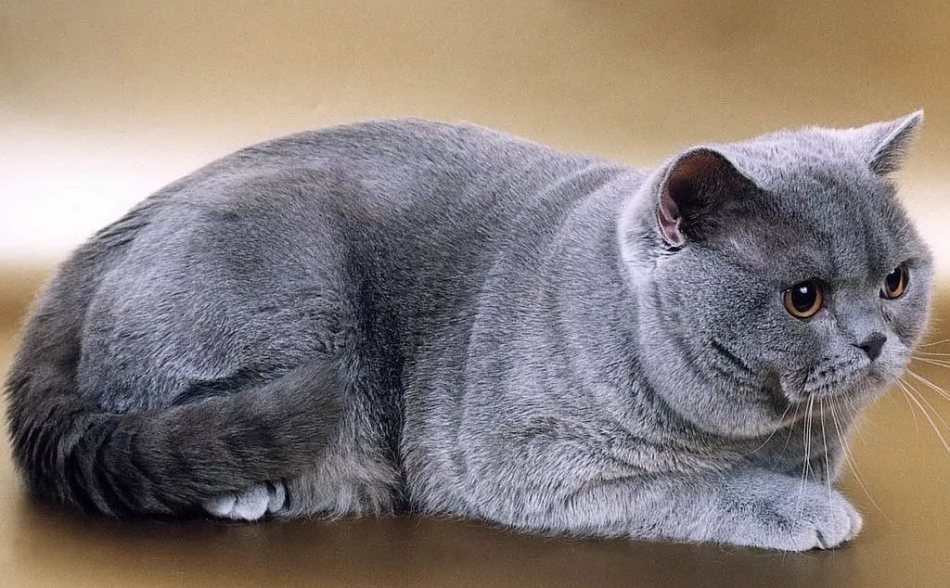 Сколько лет в среднем живут кошки и коты британские?