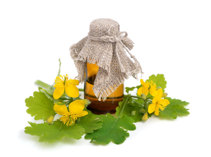 La célandine avec du miel est un remède folklorique pour l'herpès génital.
