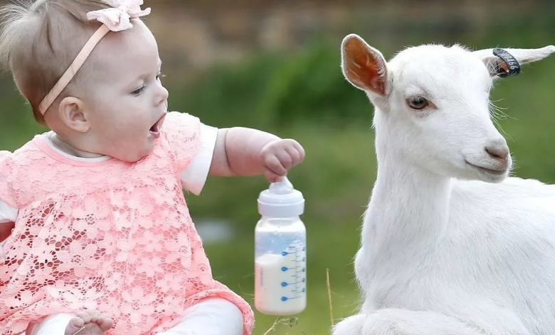 Lait de chèvre