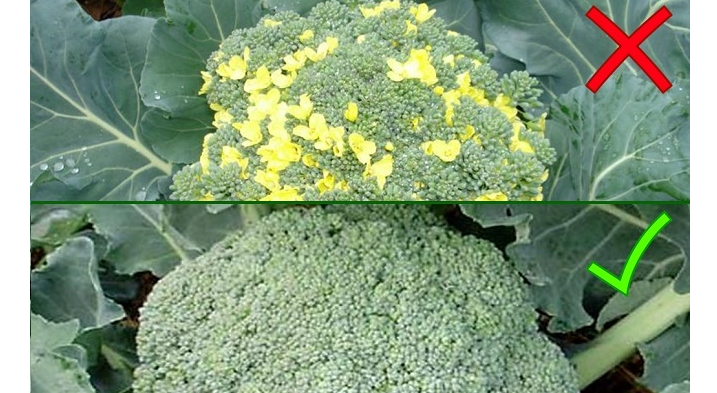 Kubis brokoli menjadi kuning