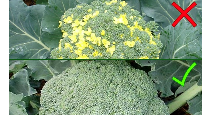 Le chou au brocoli est devenu jaune