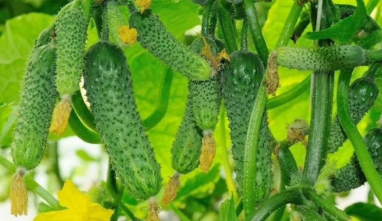 Advantages of formed cucumbers