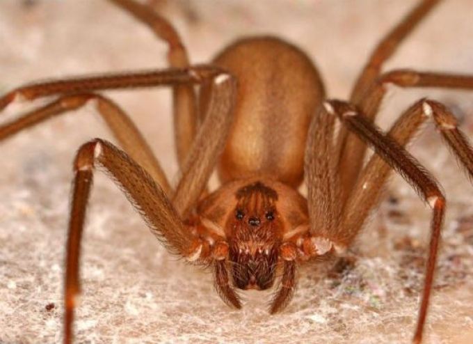 Brown spider-shell