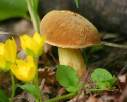 Interprétation de rêve - Voir les champignons dans un rêve: le sens du sommeil. Pourquoi les champignons rêvent-ils de chanterelles, de bonbons, de noir, blanc, de ver, voir, manger, collecter, faire frire les champignons?