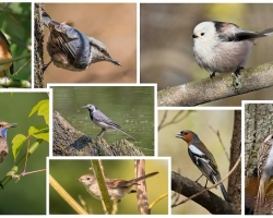 Birds of Russian Forests of the Middle Strip: nomi, foto, breve descrizione