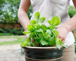 Basil Violet - Αυξάνεται από σπόρους με φυτά και σε μια κατσαρόλα στο παράθυρο στο σπίτι το χειμώνα: φροντίδα, πότισμα, κορυφαία σάλτσα, φωτισμός, θερμοκρασία, ασθένεια. Πότε και πώς να φυτέψετε ένα μωβ βασιλικό στα φυτά, φυτέψτε τα φυτά του βασιλικού σε ανοιχτό έδαφος, βουτιά;