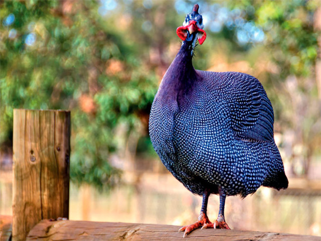 How to distinguish a male from a female in guinea fiber: by size, shape of the beak, the location of the ridge, the position of the head, the shade of earrings of birds, their shape, voice, behavior, sexual characteristics?