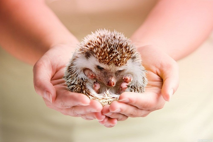 If you took a hedgehog in your arms, then look at your environment