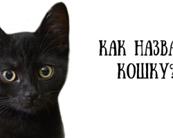 Имена для кошек и котят девочек: редкие и красивые. Как назвать кошку девочку черную, рыжую, белую, серую, трехцветную?