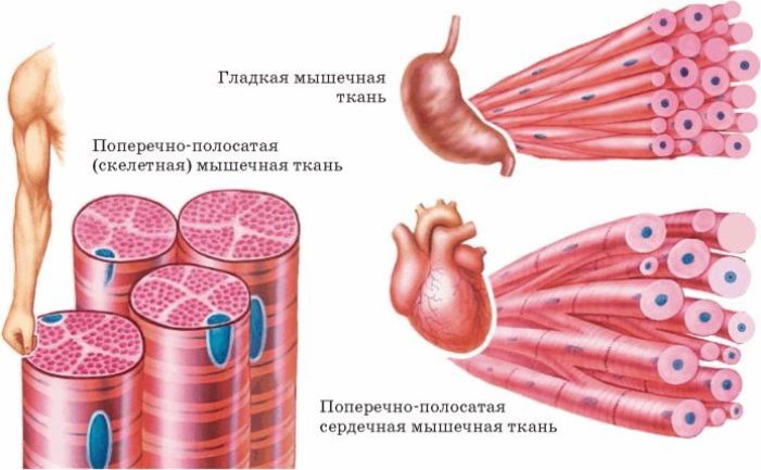 Gladko in prečno črto mišično tkivo osebe