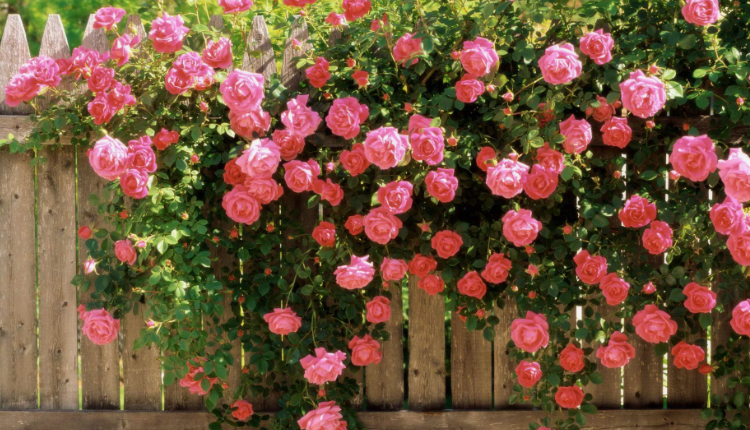 Плетущиеся розы — растение для посадки вдоль забора