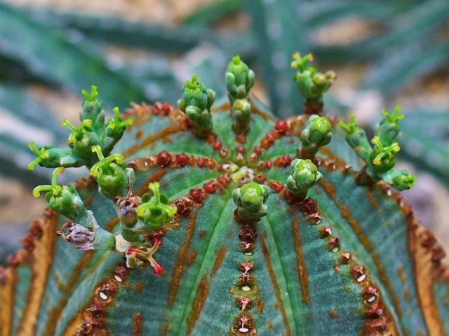 Hogyan különböznek az amerikai kaktuszok a többi pozsgás növénytől: összehasonlítás, hasonlóságok és különbségek. Mi a jobb választás: amerikai kaktuszok vagy más pozsgás növények?