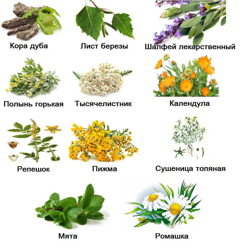 Лекарственные травы. Лекарственные растения. Полезные травы. Лекарственные растения список. Какие травы можно пить вместо чая