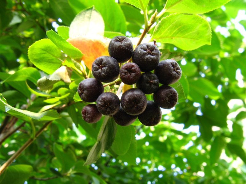 Abu Gunung Black -Fruited