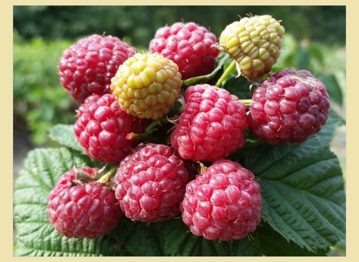 Raspberry Tree