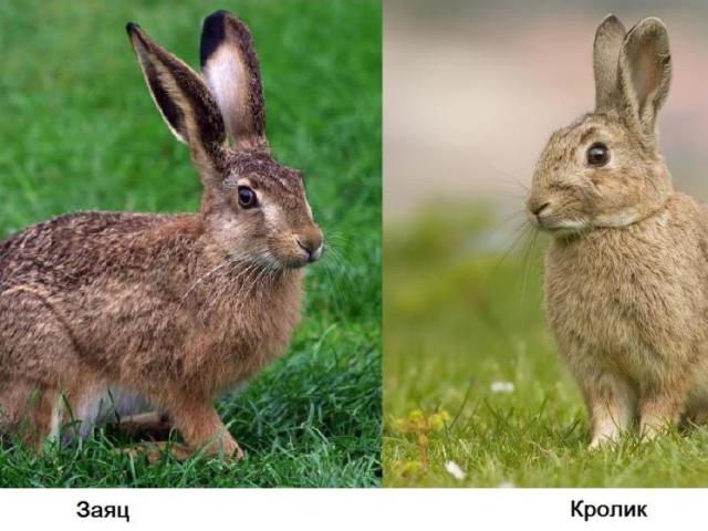 Чем отличается дикий и домашний кролик от зайца: сравнение, разница, отличие, объяснение для детей. Кто больше размером, быстрее бегает: заяц или кролик?