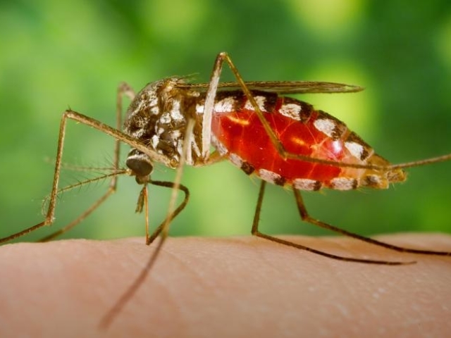 Комар обыкновенный: как выглядит под микроскопом, где и сколько живет, как размножается, чем питается в лесу, на болоте, кусает самец или самка, зачем нужен в природе, где и как зимует, при какой температуре погибает? Стадии развития комара: описание