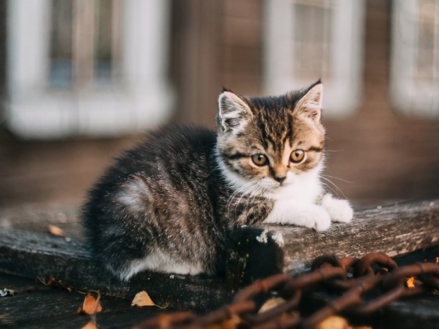 Глисты у кошек: причины, симптомы, лечение, профилактика