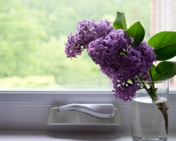 All signs about lilac, lilac flowers