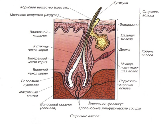 The detailed structure of the hair