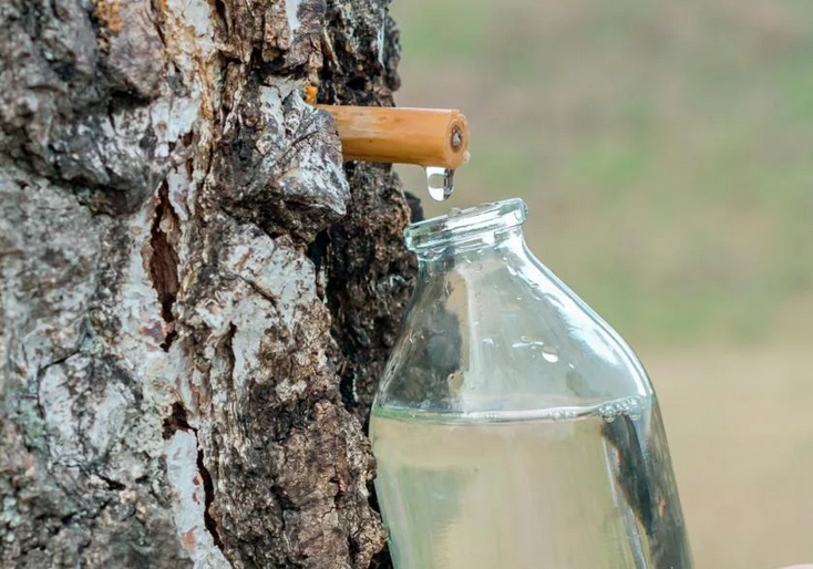 Jus de bouleau au printemps