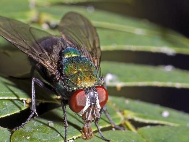 What a fly got into tea, food: omen.