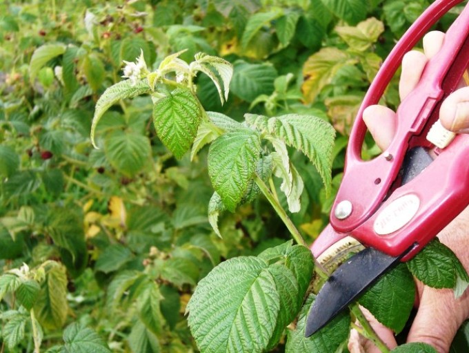Pruning raspberries