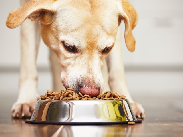 Почему собака не ест сухой корм? Собака плохо ест, отказывается от сухого корма: причины, отзывы, советы. Как приучить собаку есть сухой корм?
