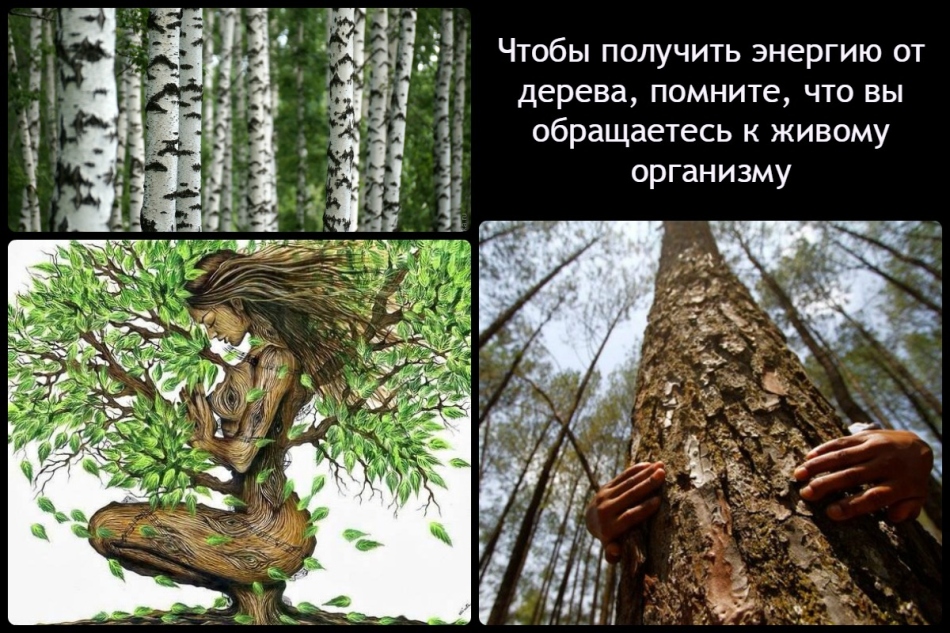 Деревья - живые существа, понимающие человеческие намерения и мысли