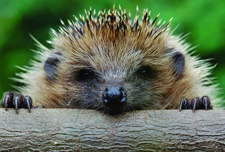 Hedgehog en un sueño es un deseo de alejarse de los problemas en la vida